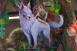 OPM STUDIO - Princess Mononoke