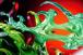 Zoro Supreme King Unleashed by SY x LX Studio
