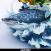 JacksDo Shichibukai No.5 - Jinbei Battle Warship ( POP )